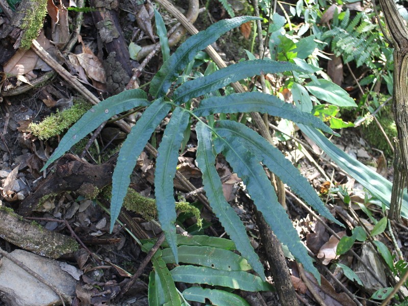 Dryopteris enneaphylla