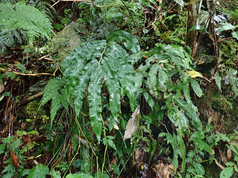 Dryopteris enneaphylla photo 2