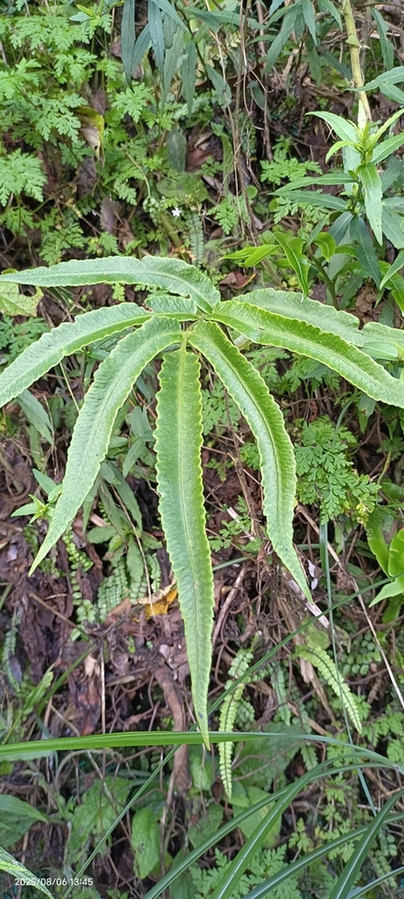Dryopteris enneaphylla photo 3