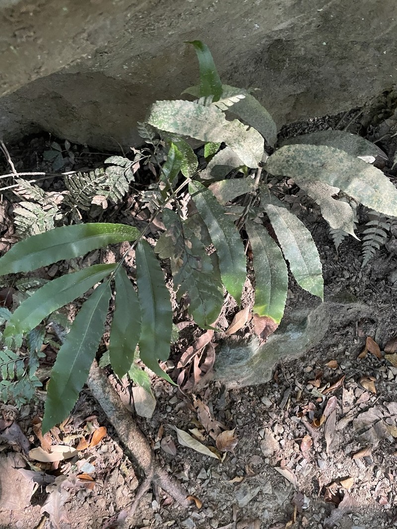 Dryopteris enneaphylla photo 4