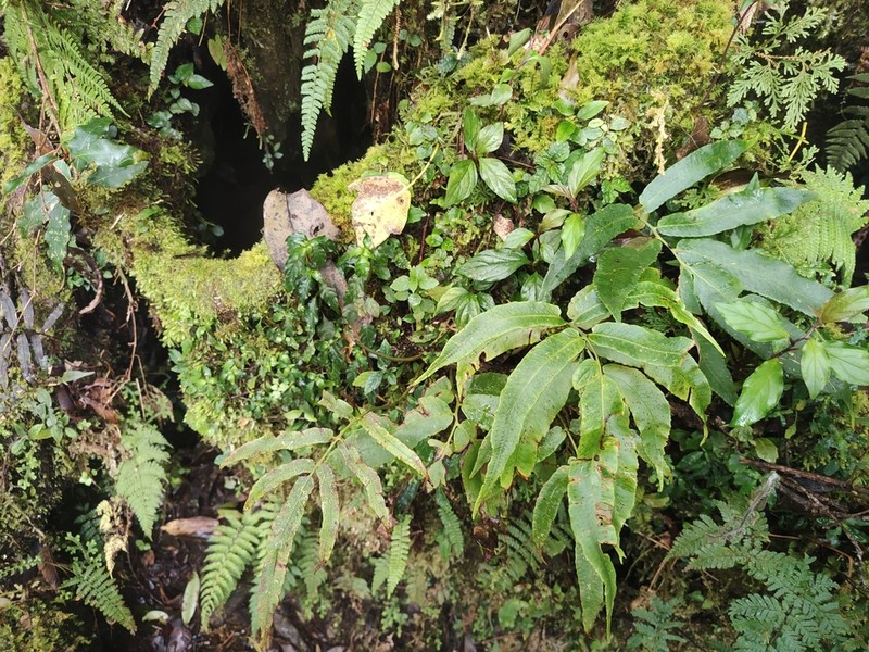 Dryopteris enneaphylla photo 5