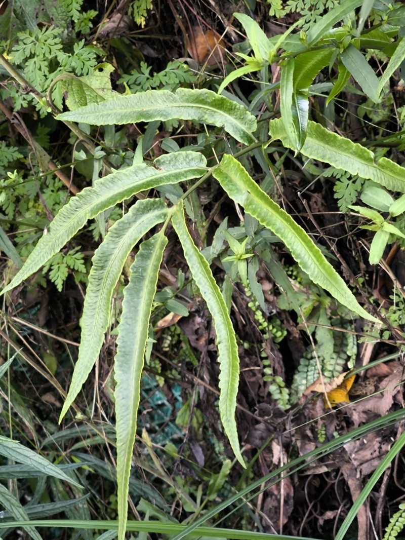 Dryopteris enneaphylla photo 6