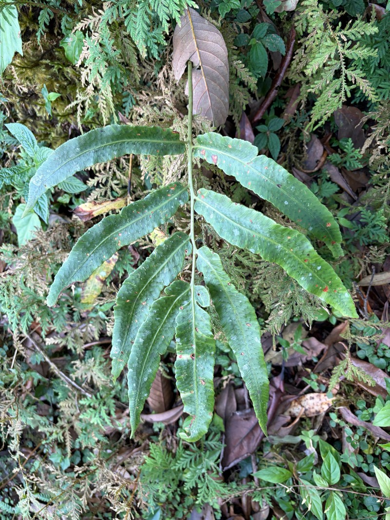 Dryopteris enneaphylla photo 7