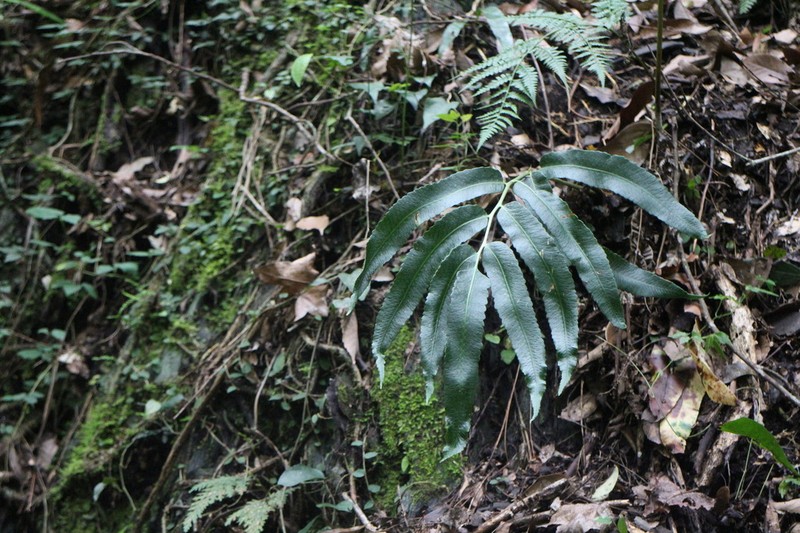 Dryopteris enneaphylla photo 8