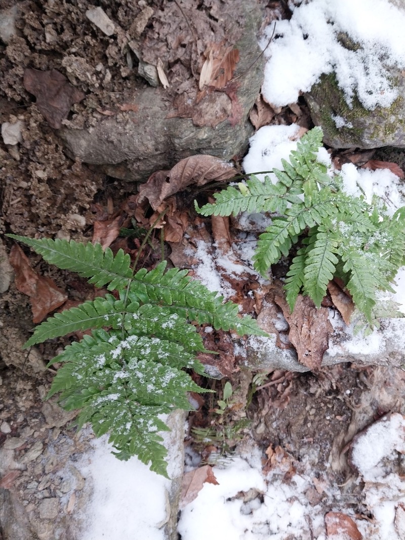 Dryopteris erythrosora photo 2