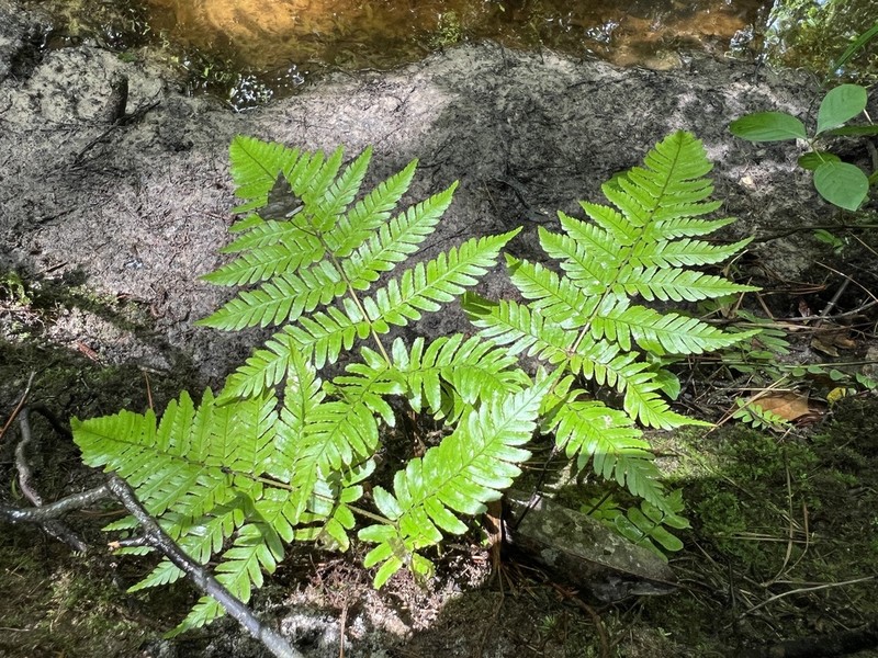 Dryopteris erythrosora photo 3