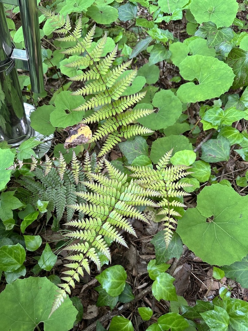 Dryopteris erythrosora photo 4