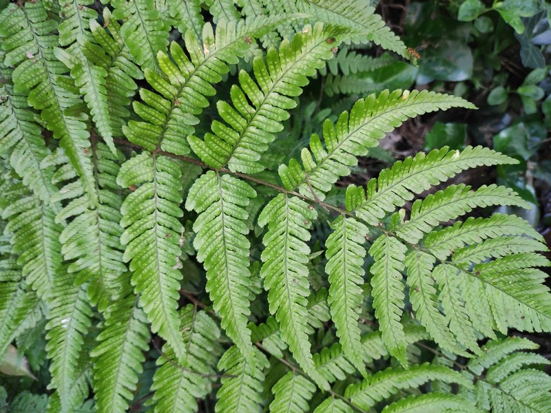 Dryopteris erythrosora photo 5