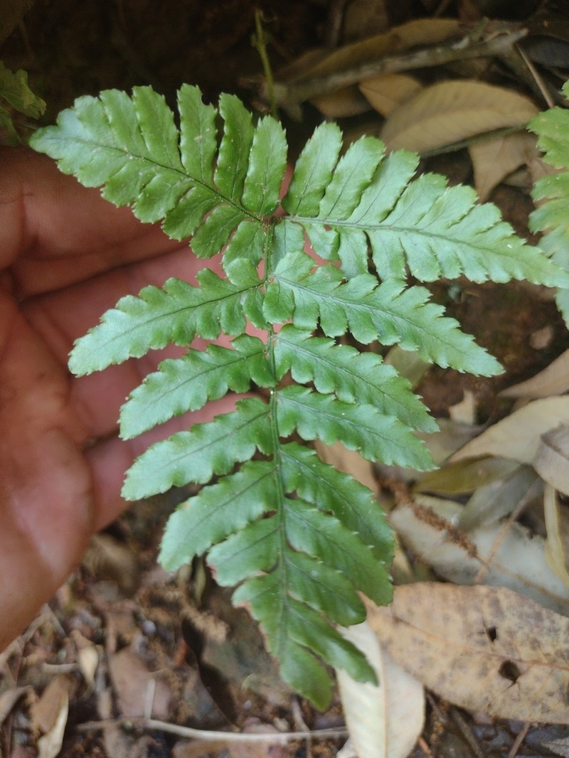 Dryopteris erythrosora photo 6