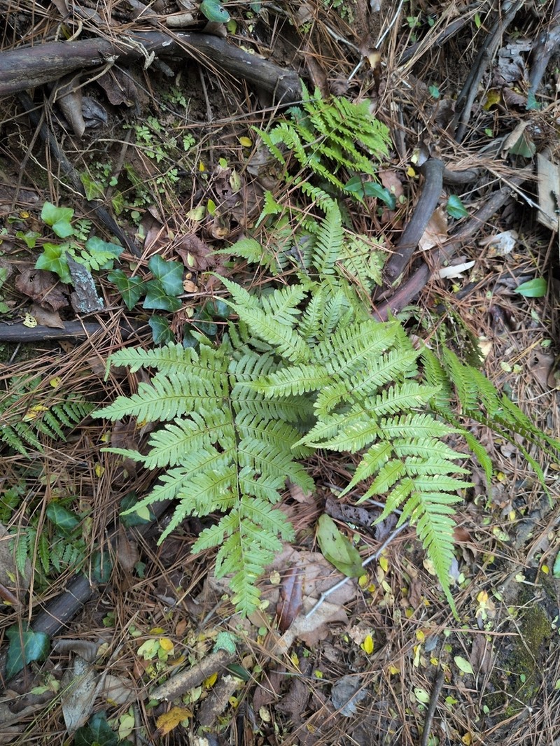 Dryopteris erythrosora photo 7