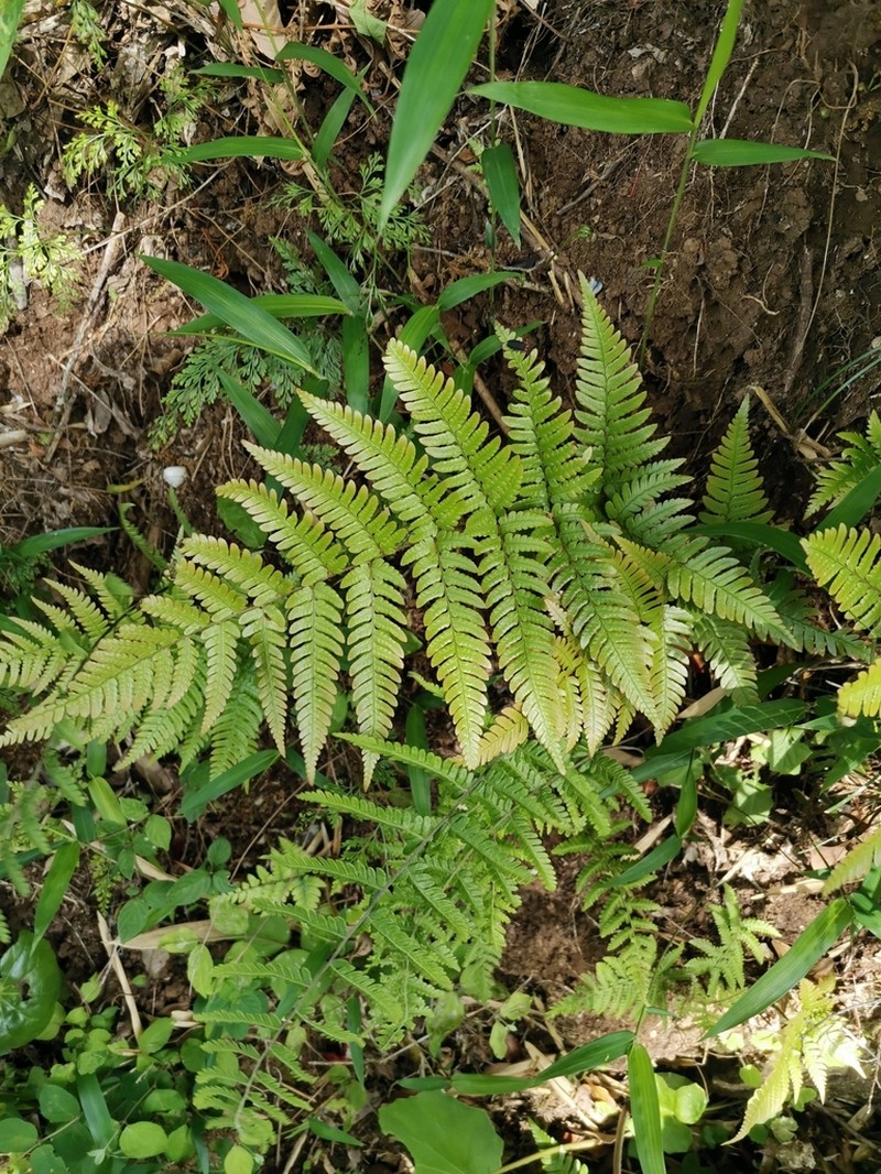 Dryopteris erythrovaria