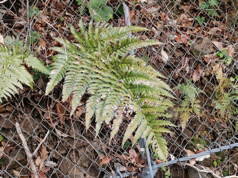 Dryopteris erythrovaria photo 2