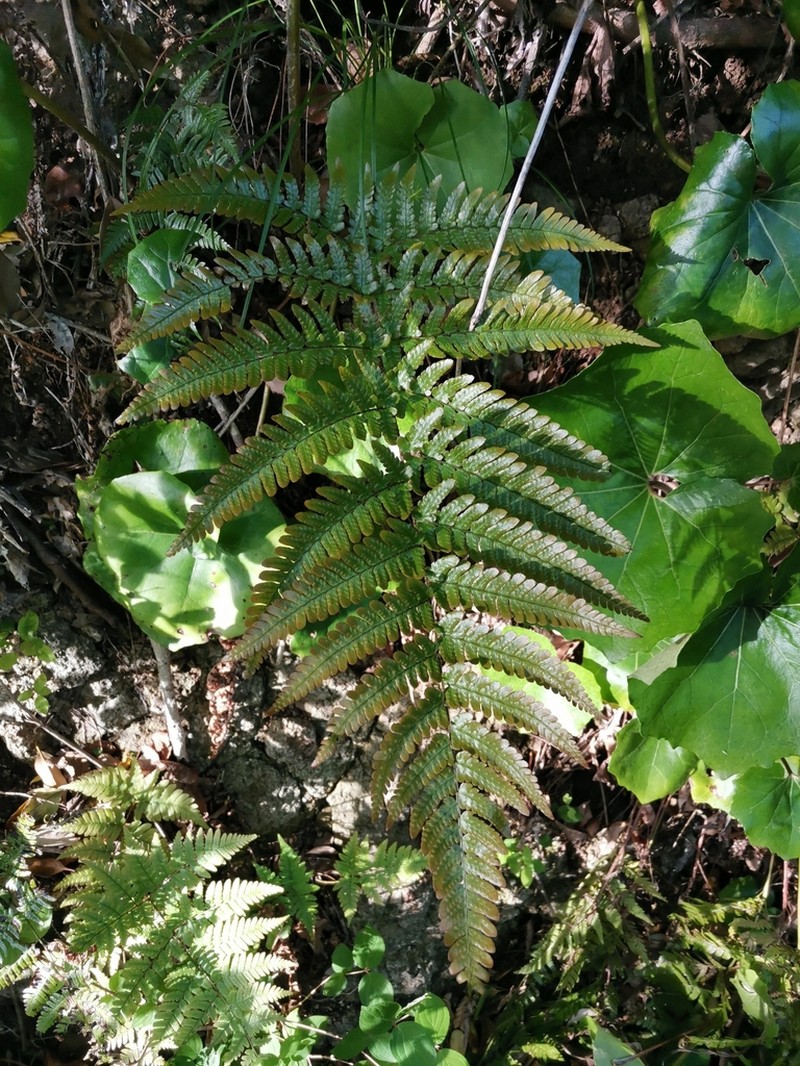 Dryopteris erythrovaria photo 3
