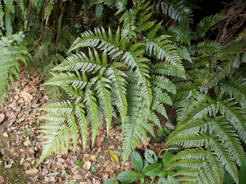 Dryopteris erythrovaria photo 4
