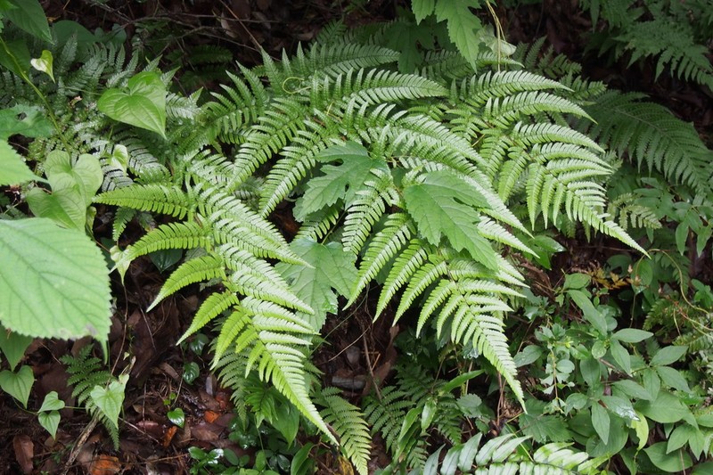 Dryopteris erythrovaria photo 5