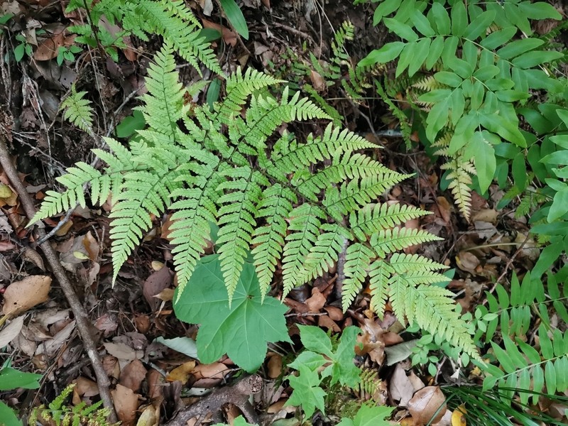 Dryopteris erythrovaria photo 6