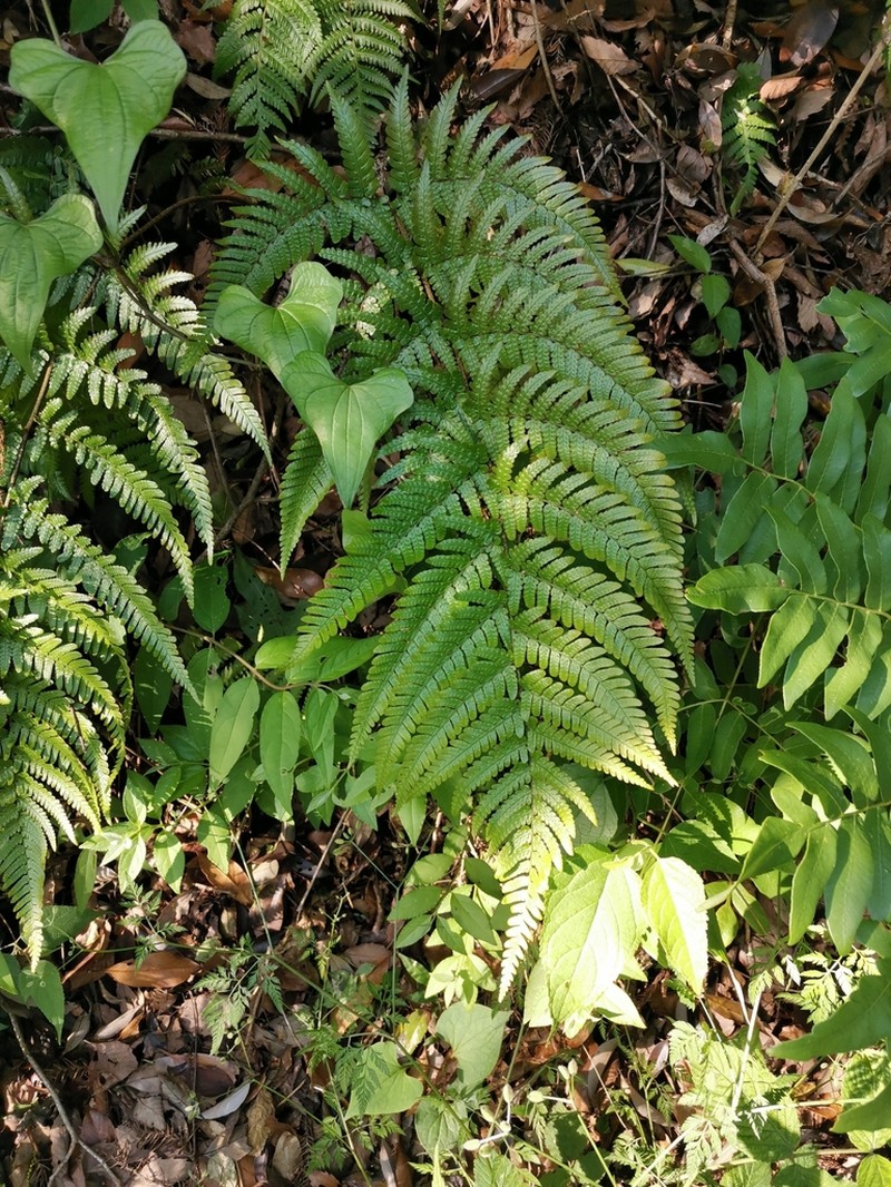 Dryopteris erythrovaria photo 7