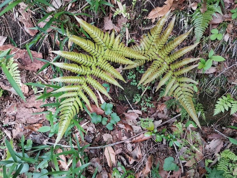 Dryopteris erythrovaria photo 8
