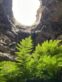 Spreading Woodfern
