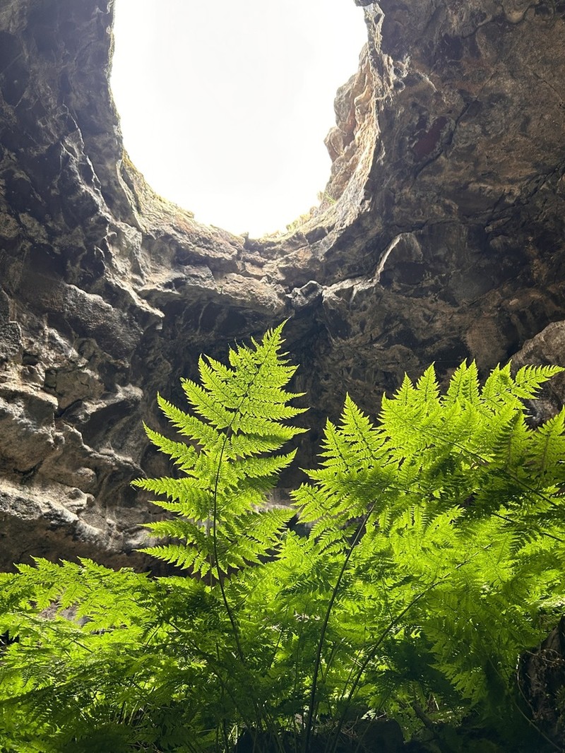 Spreading Woodfern