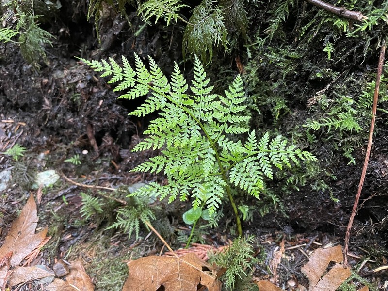 Spreading Woodfern photo 2