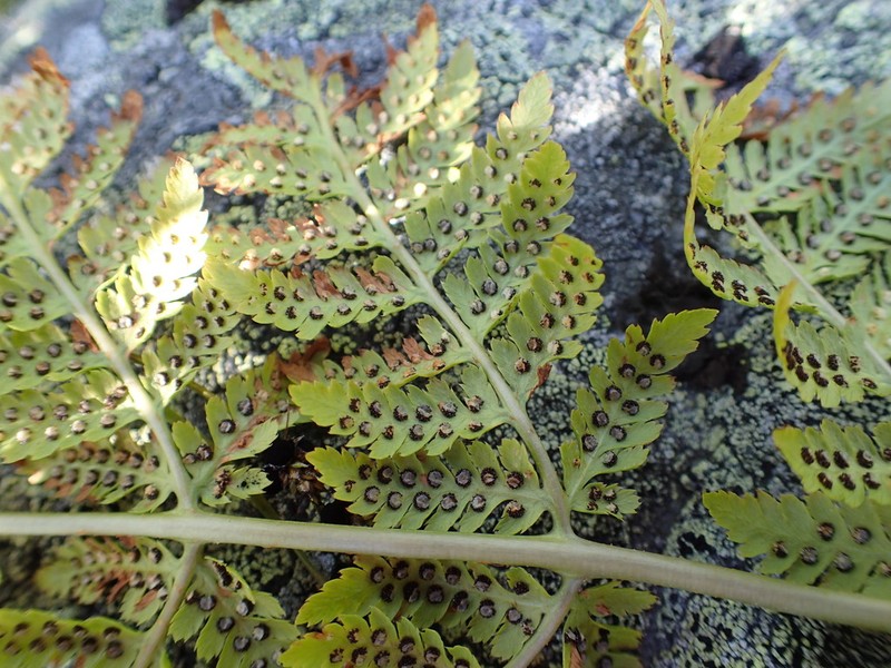 Spreading Woodfern photo 3