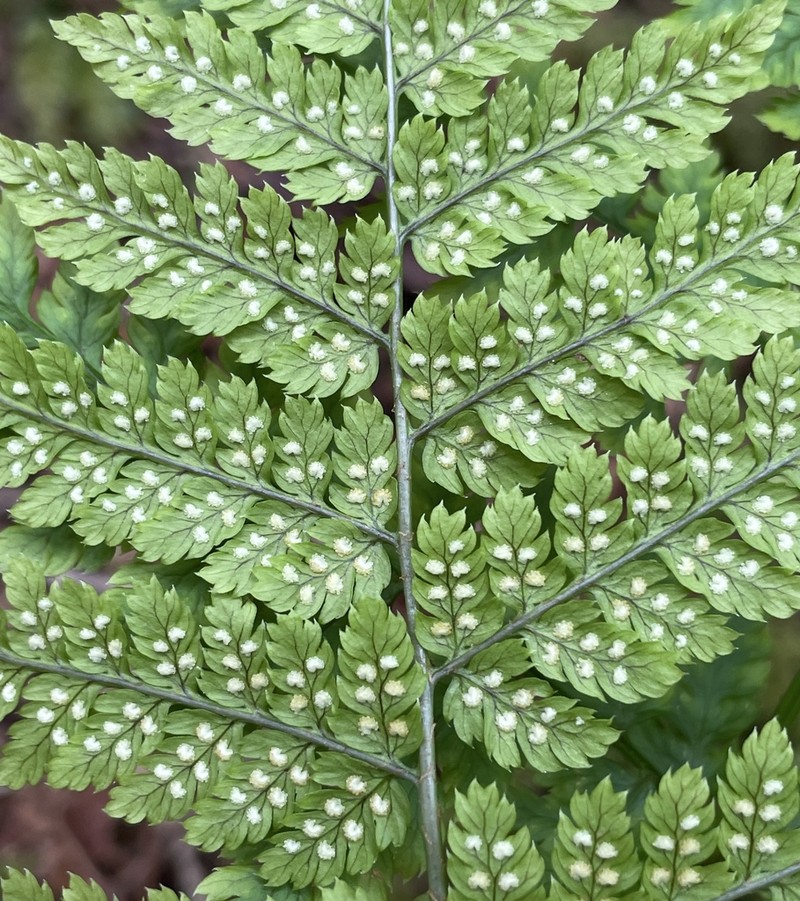 Spreading Woodfern photo 4