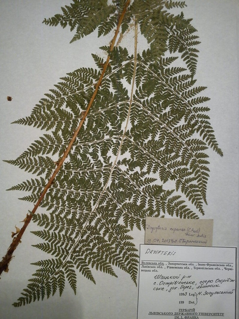 Spreading Woodfern photo 5