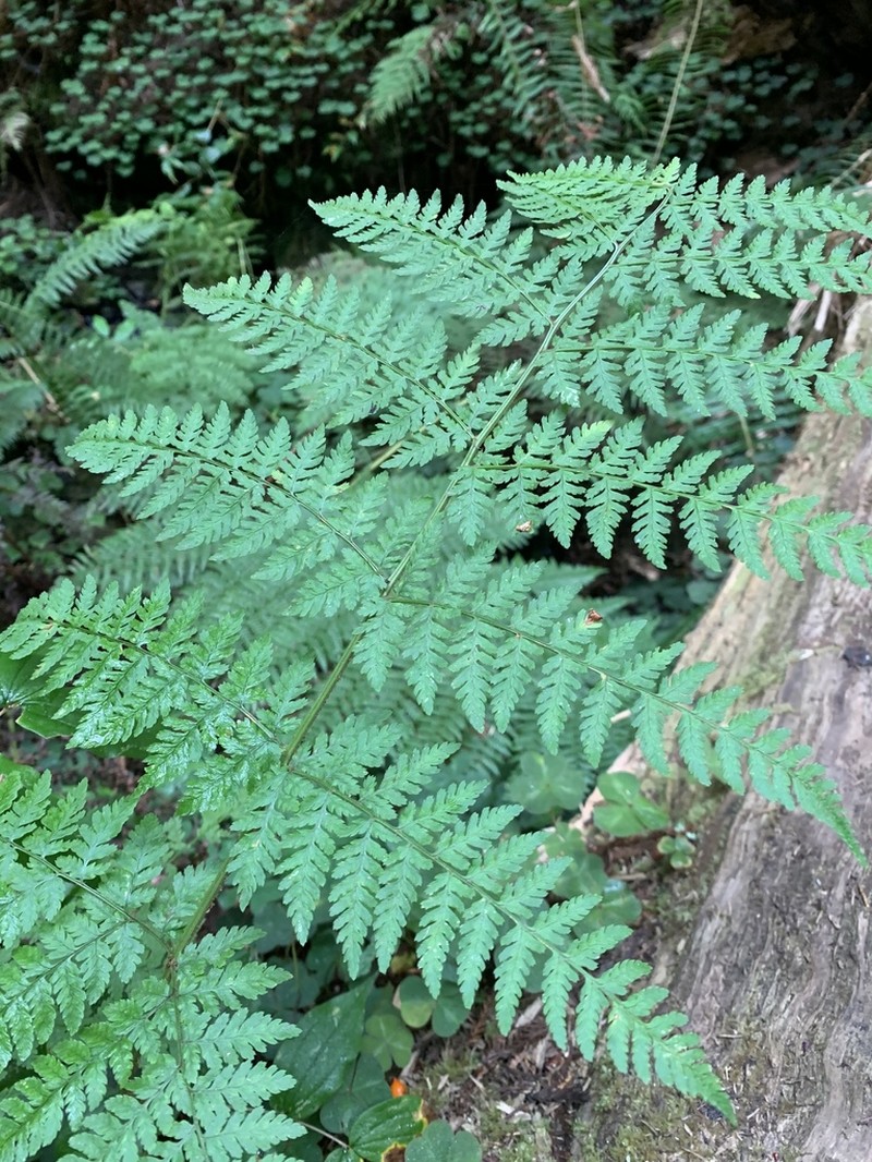 Spreading Woodfern photo 7