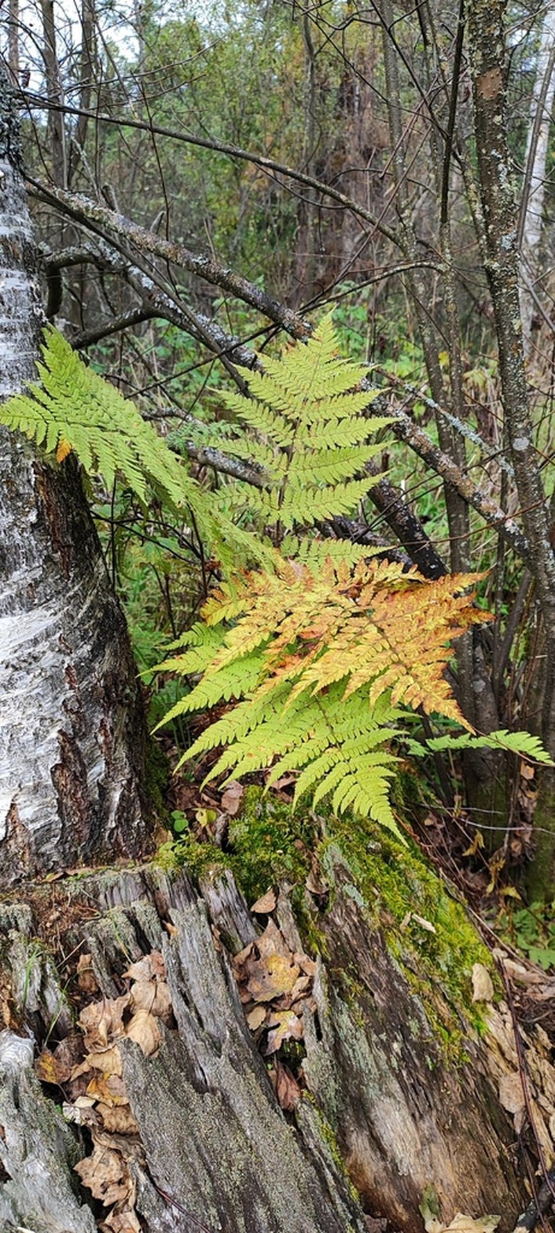 Spreading Woodfern photo 8