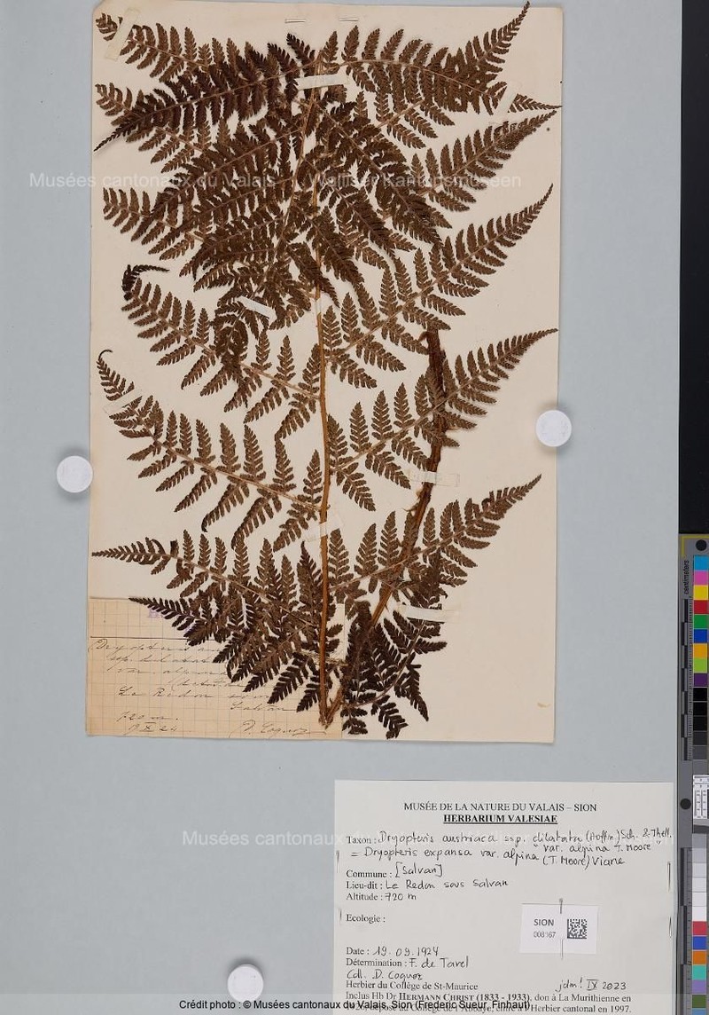 Dryopteris expansa var. alpina