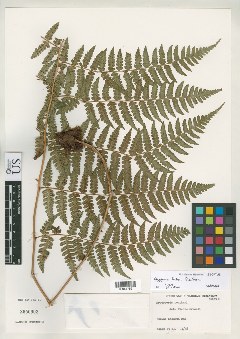 Dryopteris fadenii