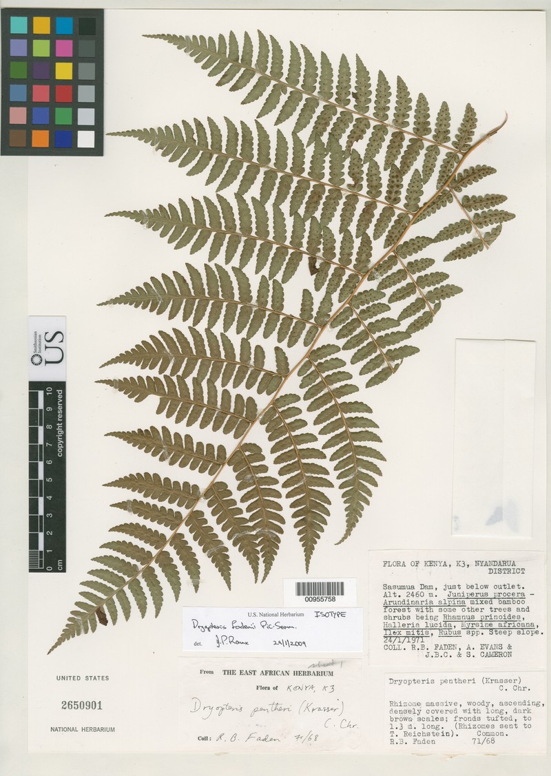 Dryopteris fadenii photo 2