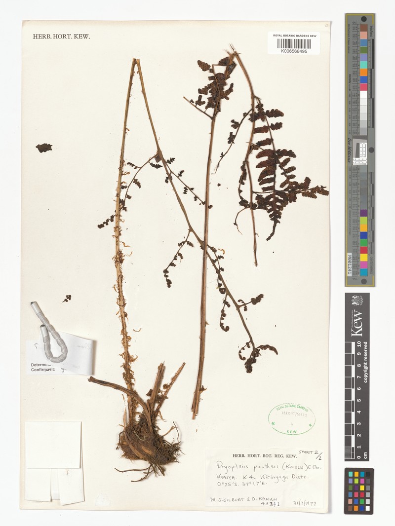 Dryopteris filipaleata photo 2
