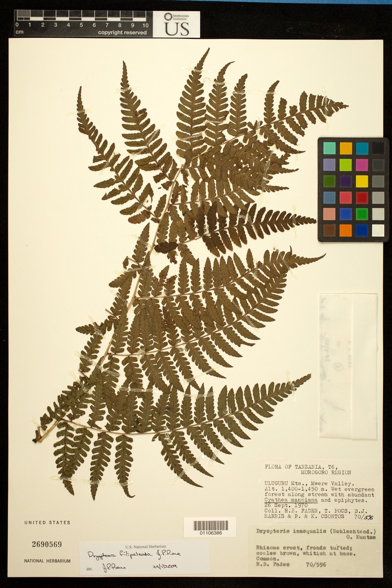 Dryopteris filipaleata