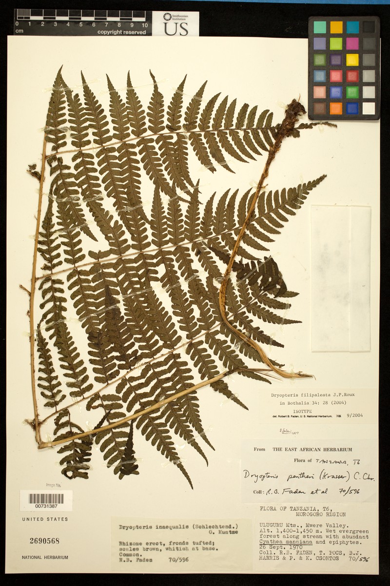 Dryopteris filipaleata photo 3