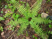 Male Fern