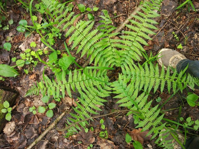 Male Fern