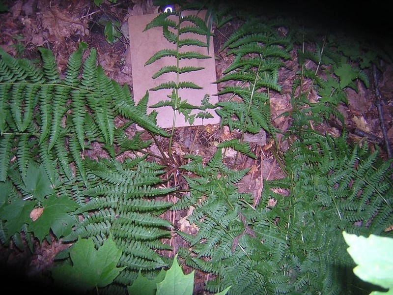 Male Fern photo 2
