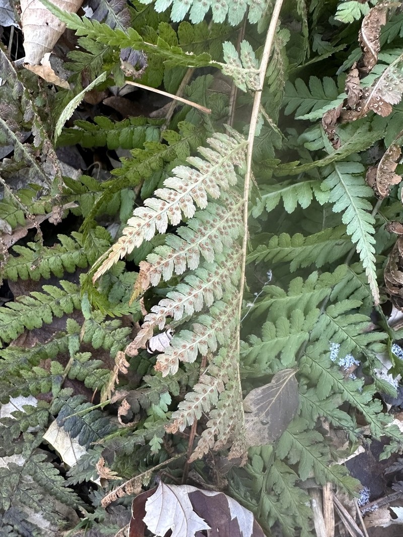 Male Fern photo 3