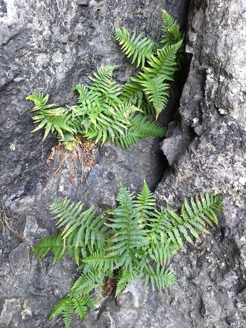 Male Fern photo 4