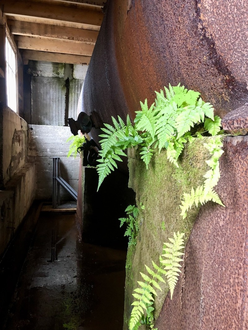 Male Fern photo 5
