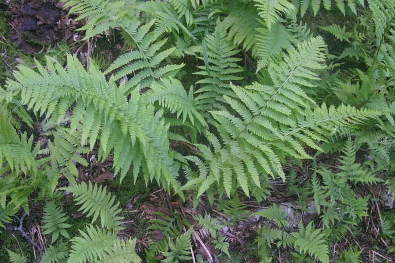 Male Fern photo 6