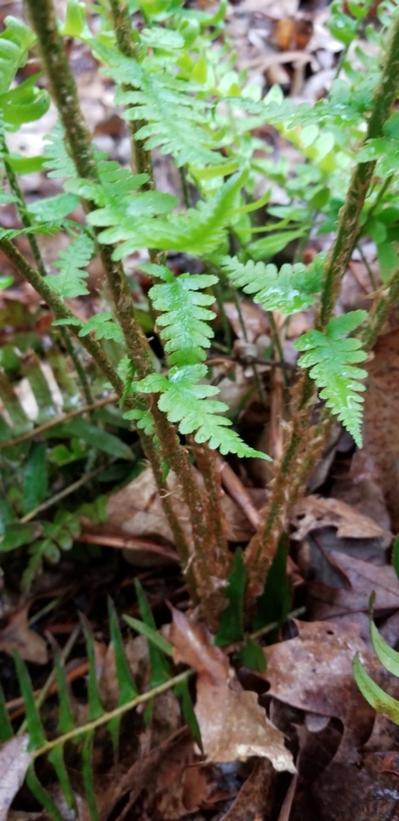 Male Fern photo 7