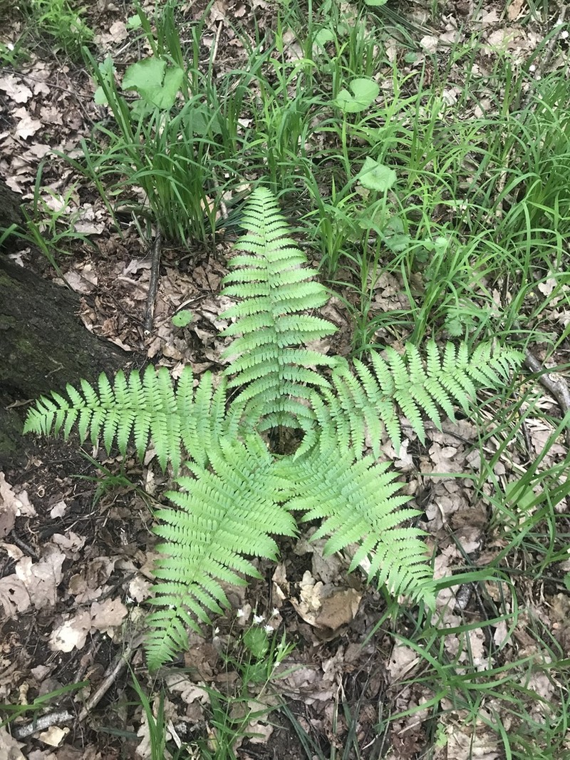 Male Fern photo 8