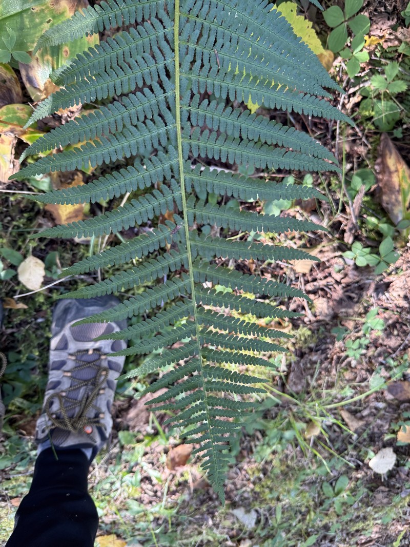 Dryopteris filix-mas subsp. brittonii