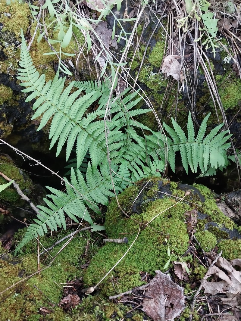 Dryopteris filix-mas subsp. brittonii photo 2
