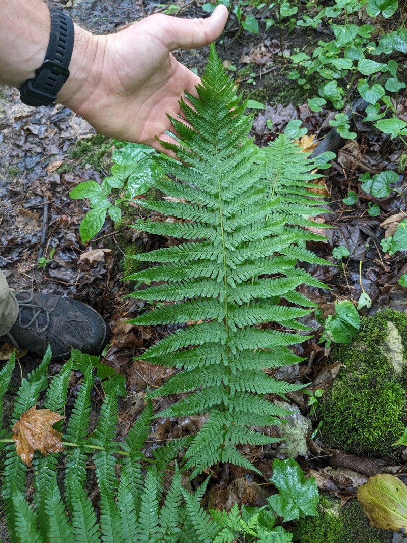 Dryopteris filix-mas subsp. brittonii photo 3
