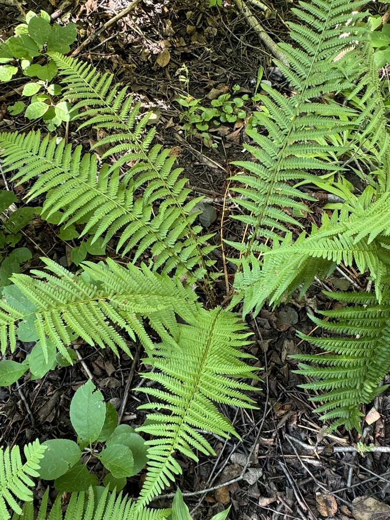 Dryopteris filix-mas subsp. brittonii photo 4