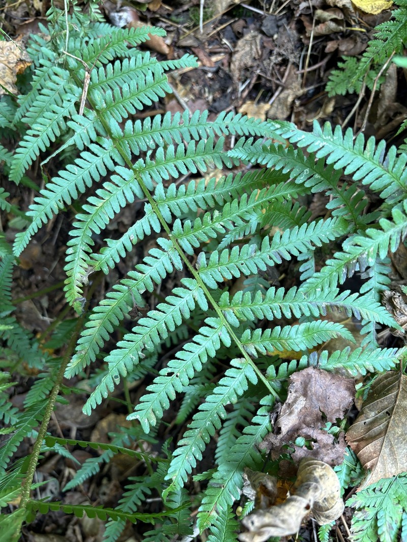 Dryopteris filix-mas subsp. brittonii photo 5
